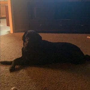 Meet your Posher, Chuck